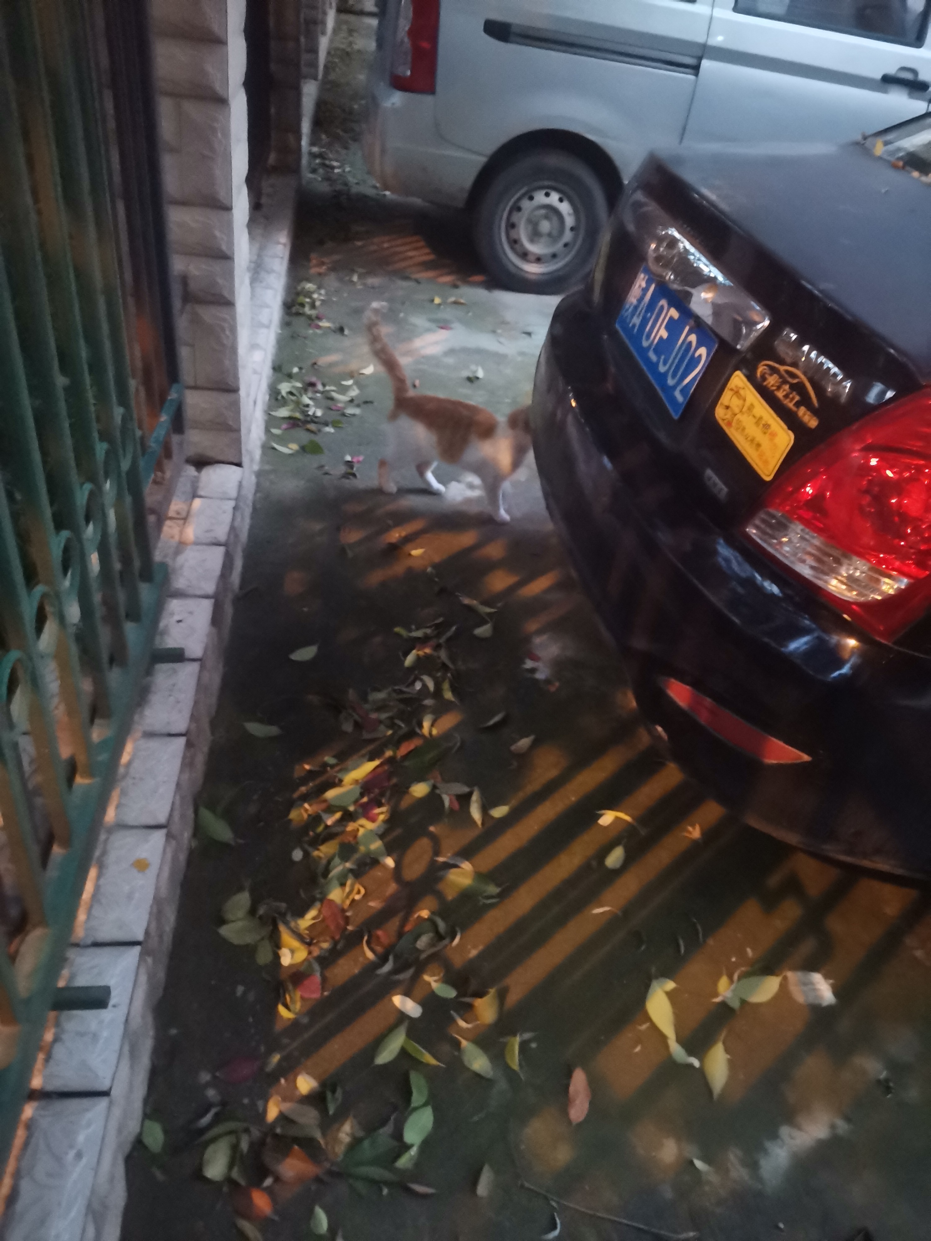 20231105 · 流浪猫