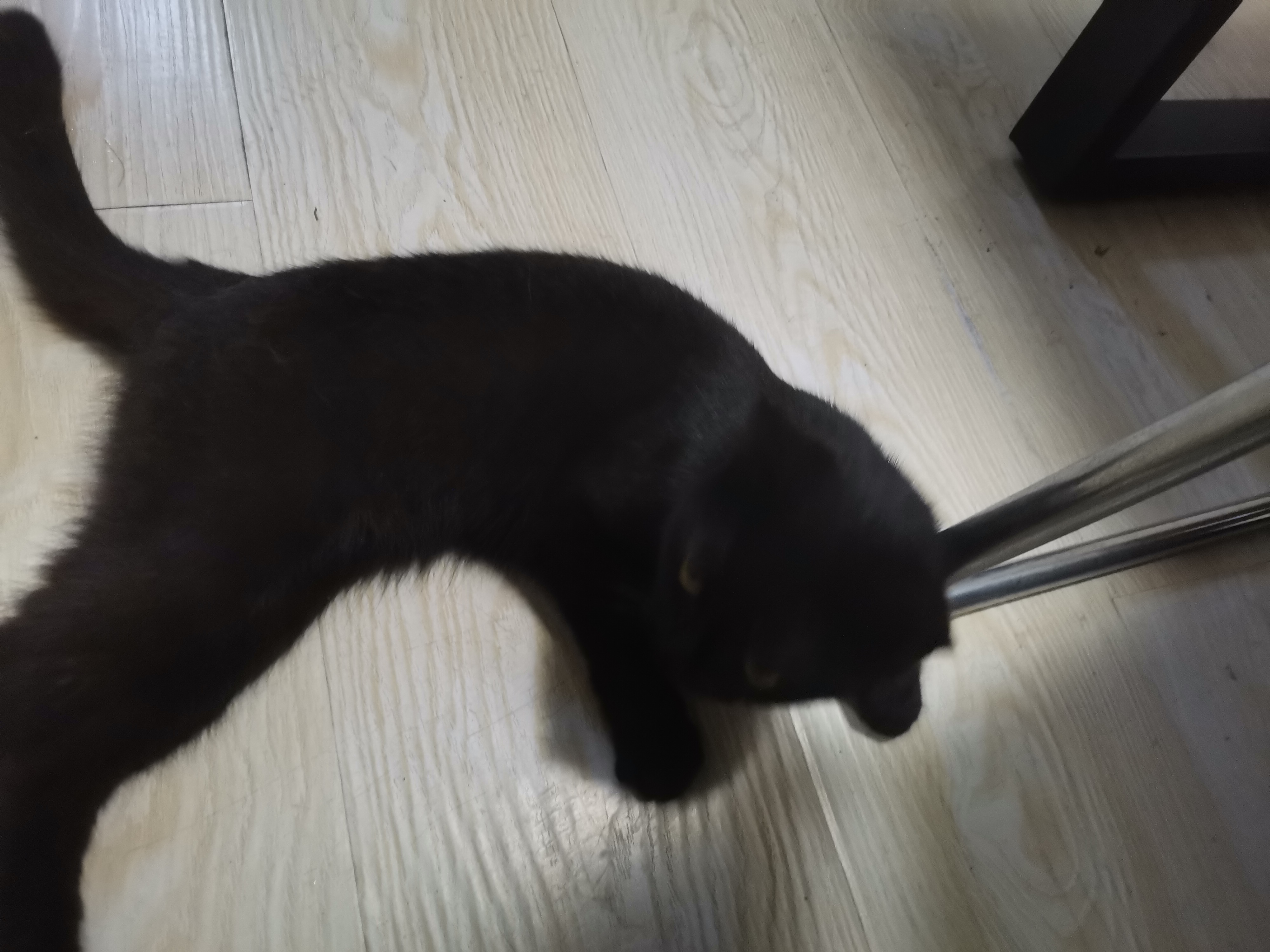 走丢的猫 · 天津