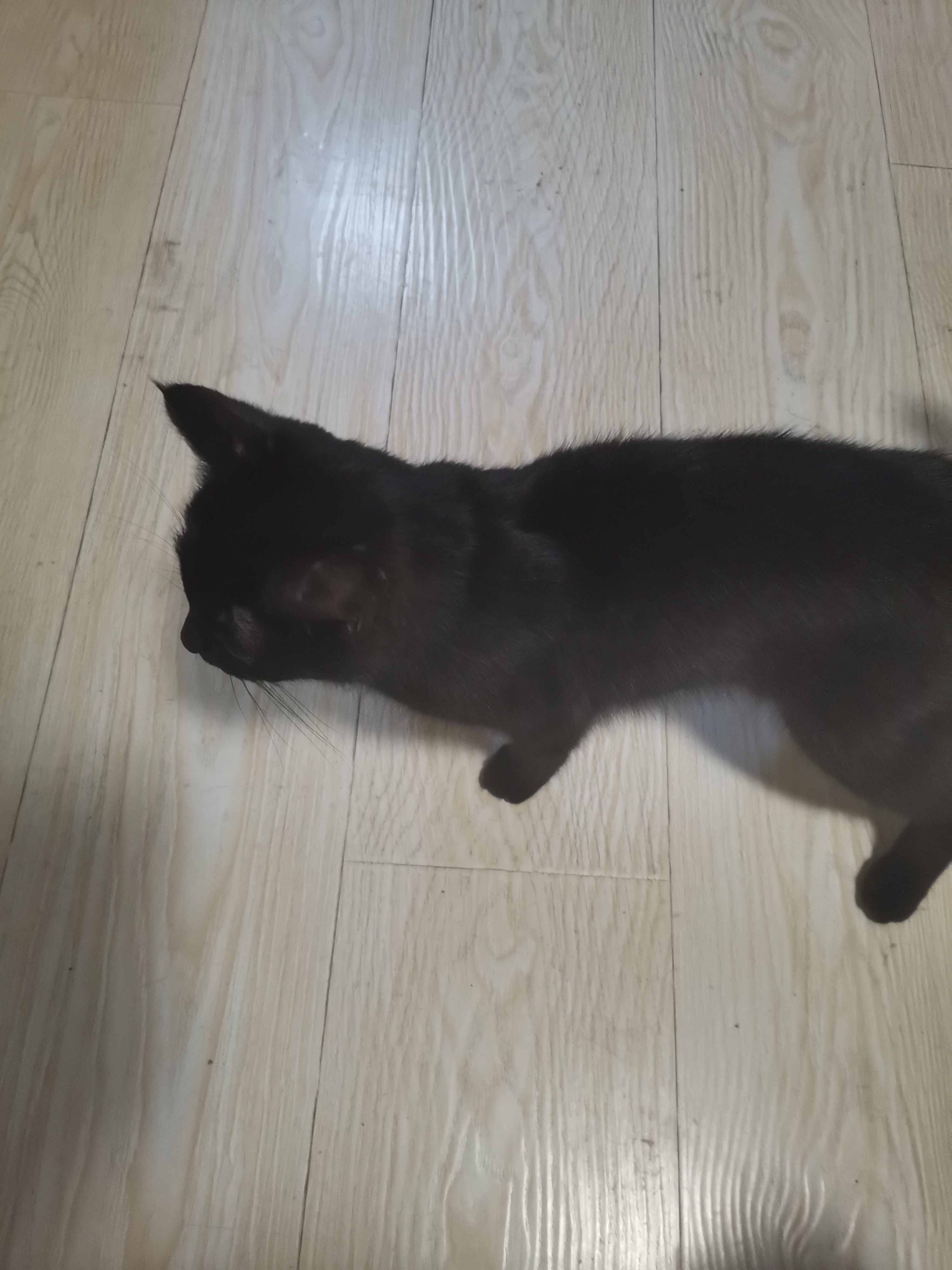 走丢的猫 · 天津