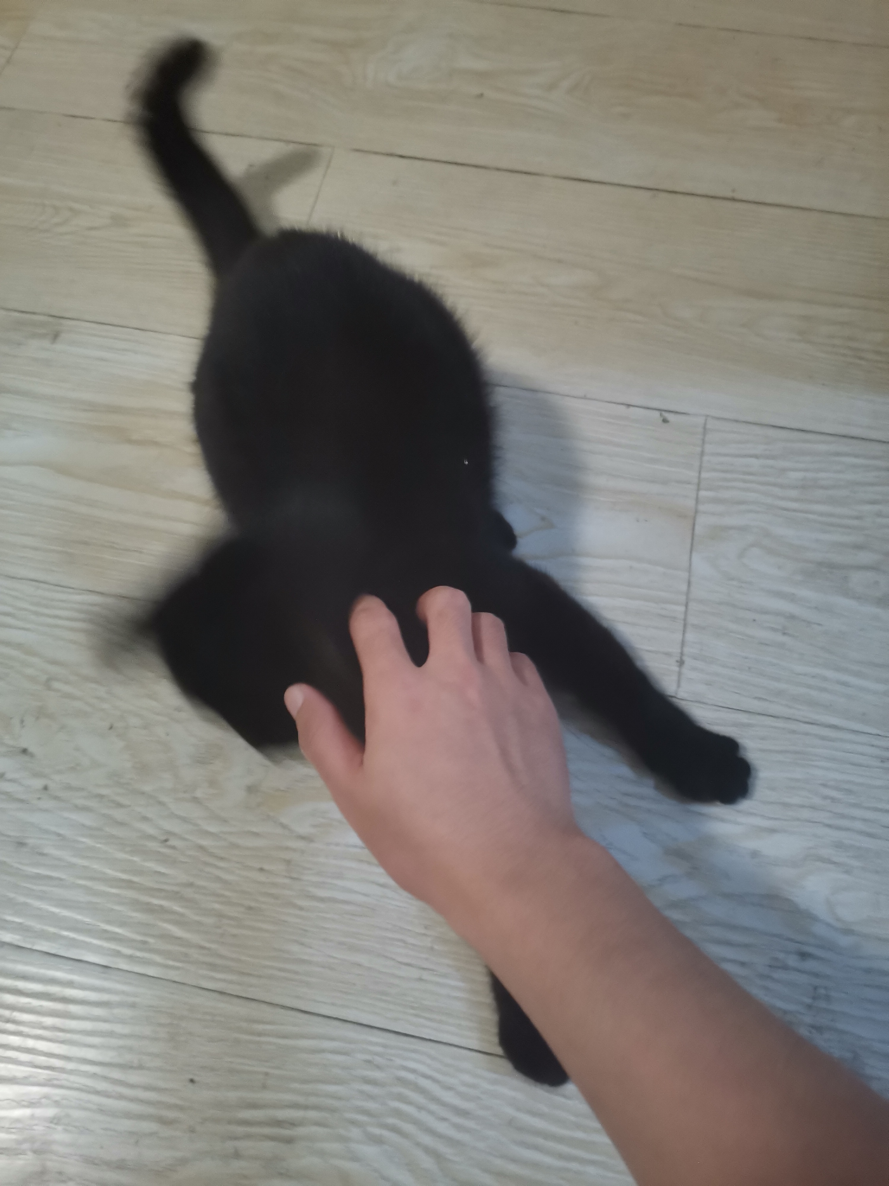 走丢的猫 · 天津