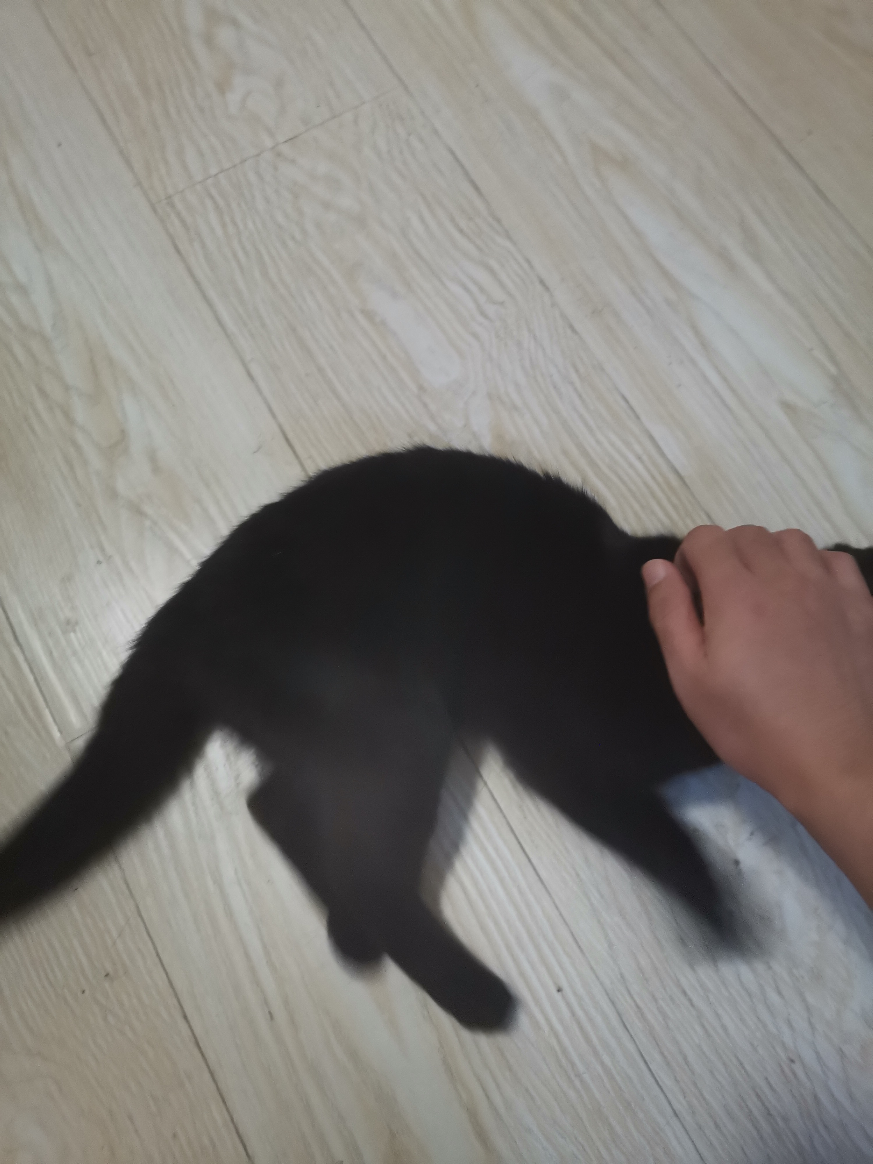 走丢的猫 · 天津