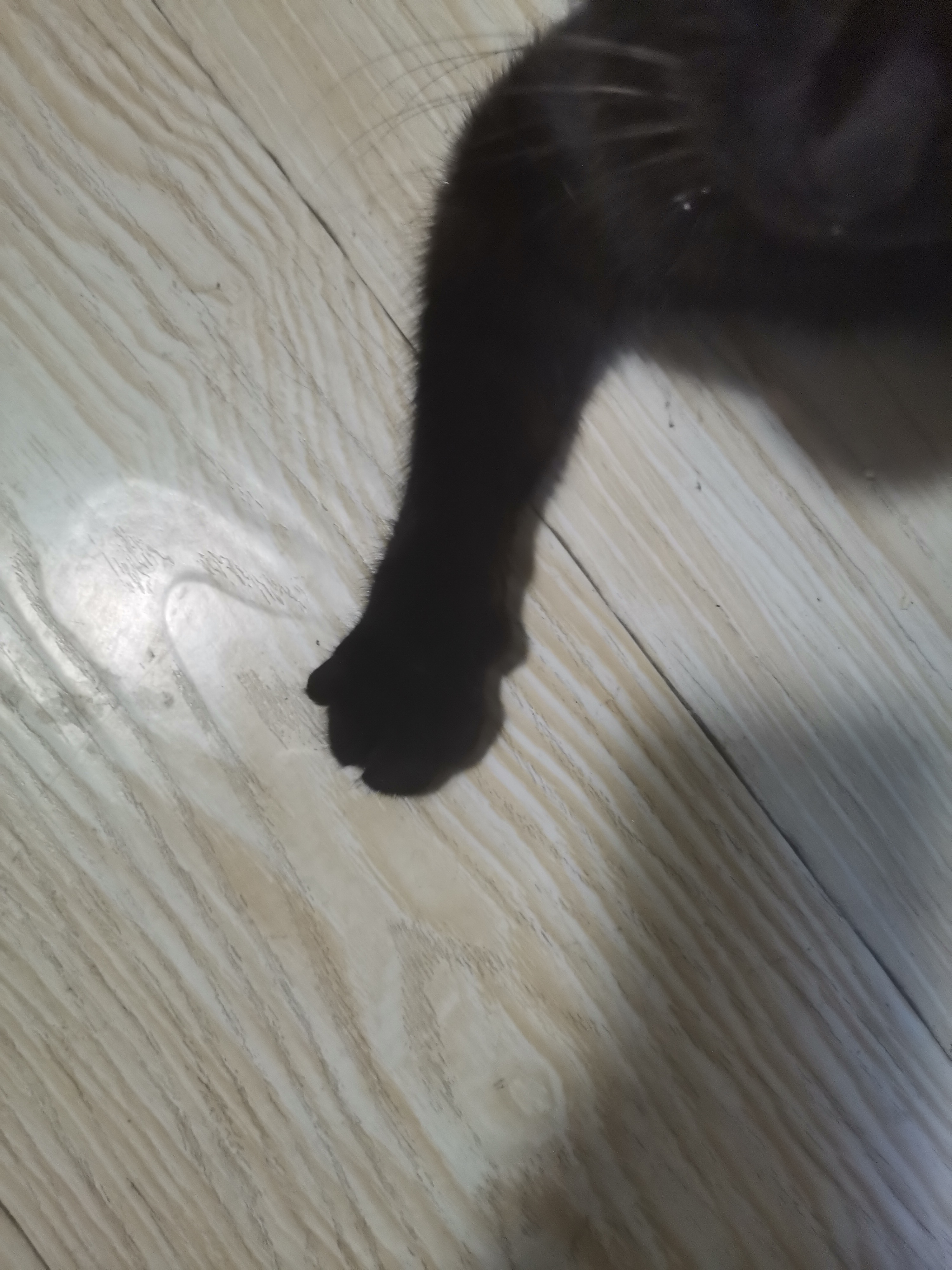 走丢的猫 · 天津