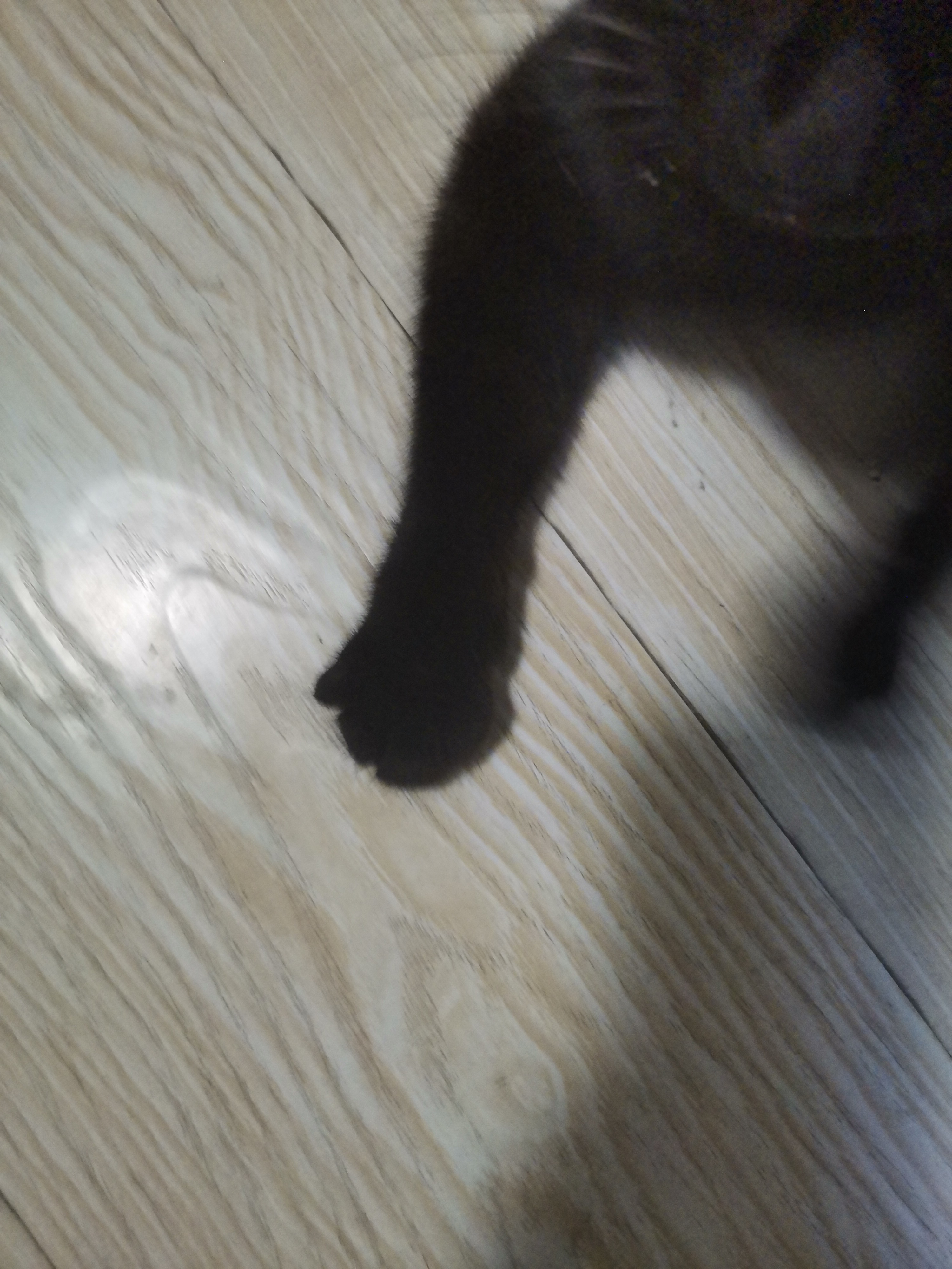 走丢的猫 · 天津