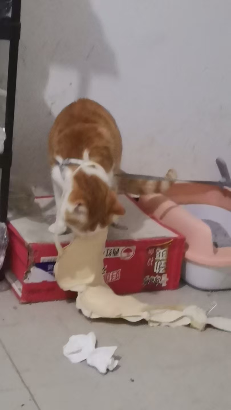 Create 20250814054932