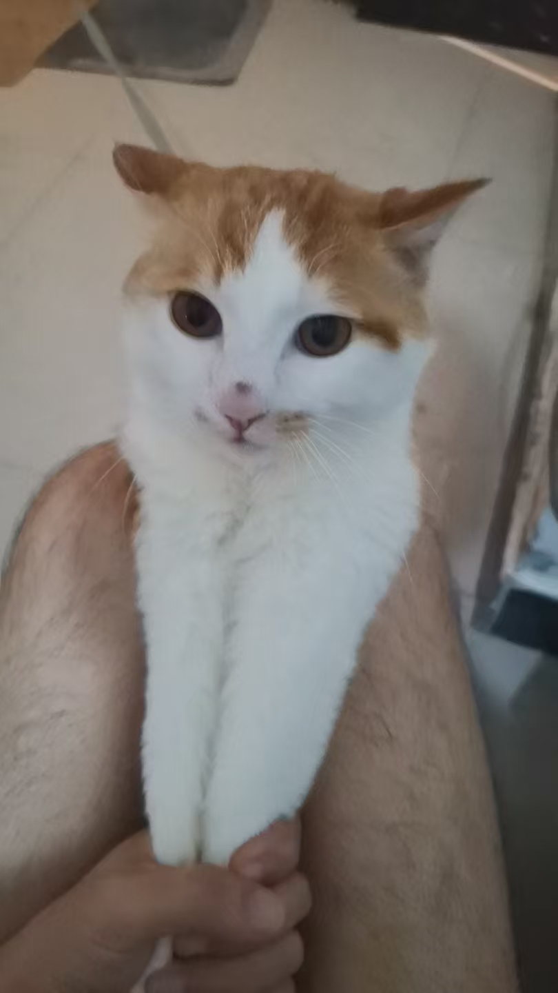 Create 202508140558593