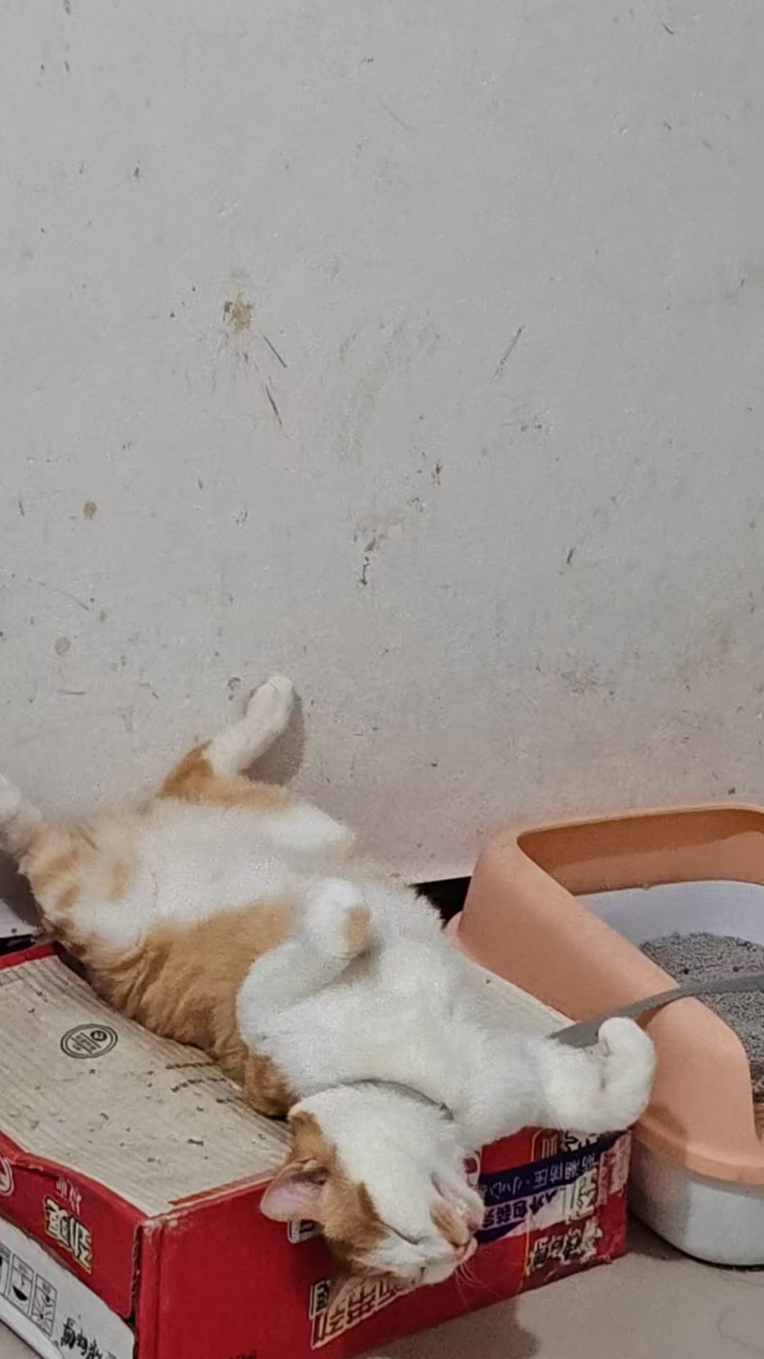 Create 20250814055900