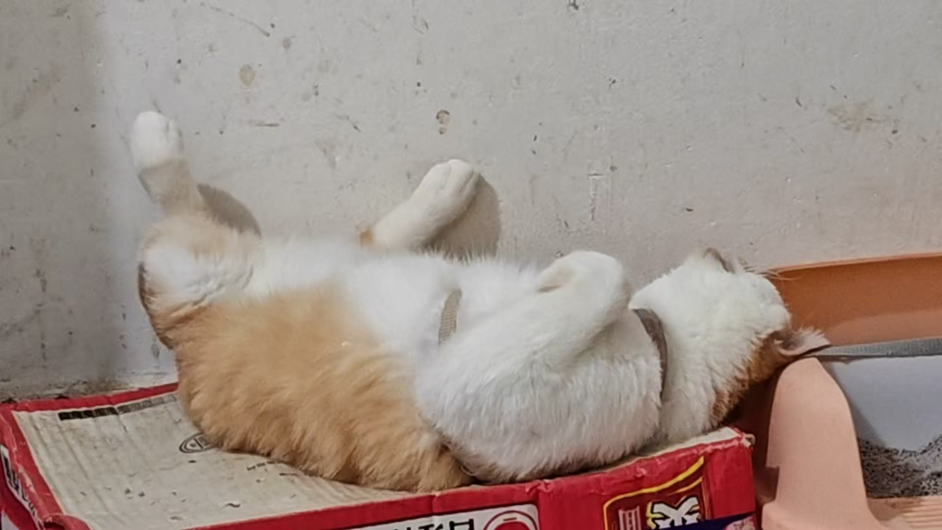 Create 202508140559012