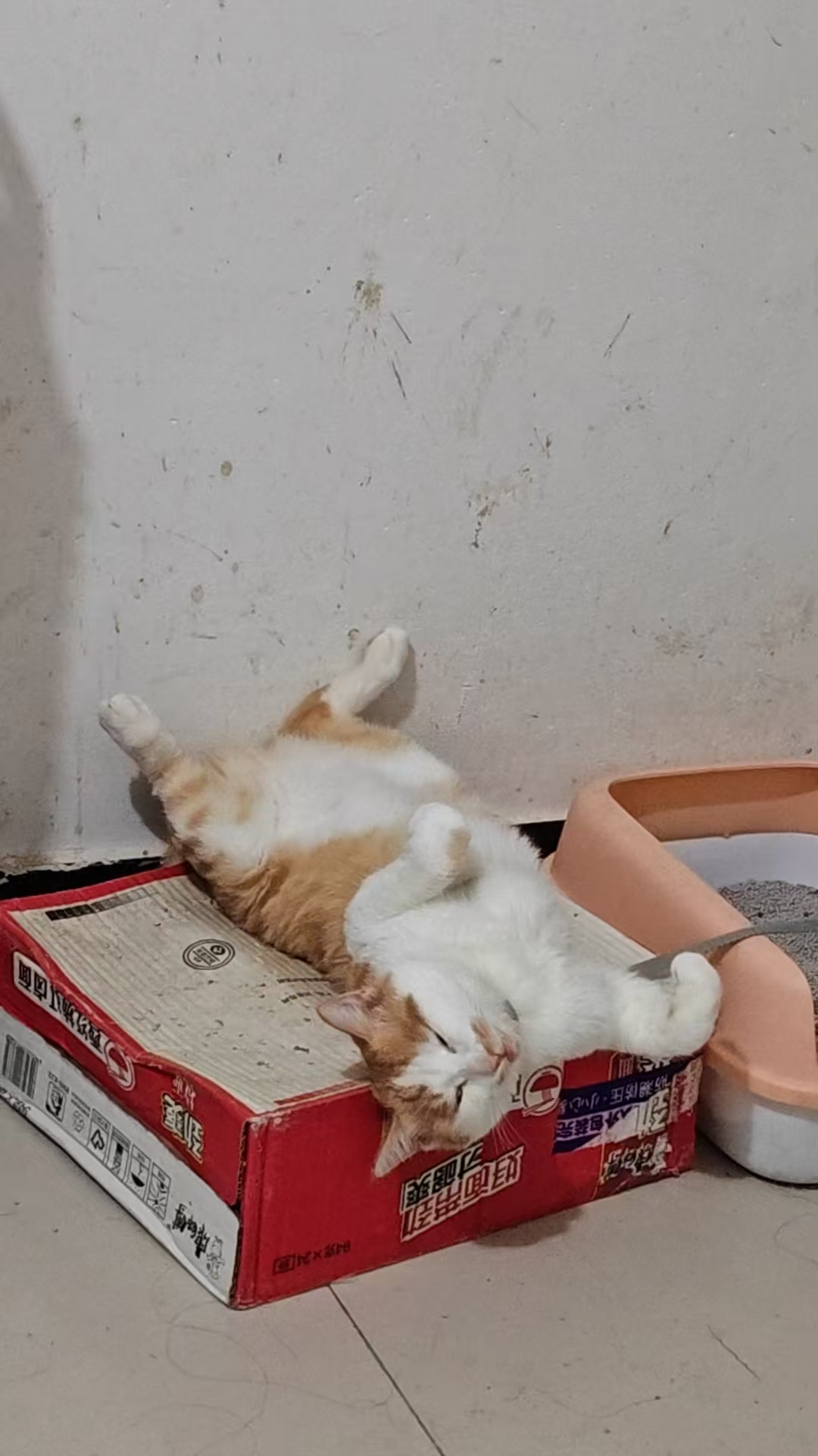 Create 202508140559013