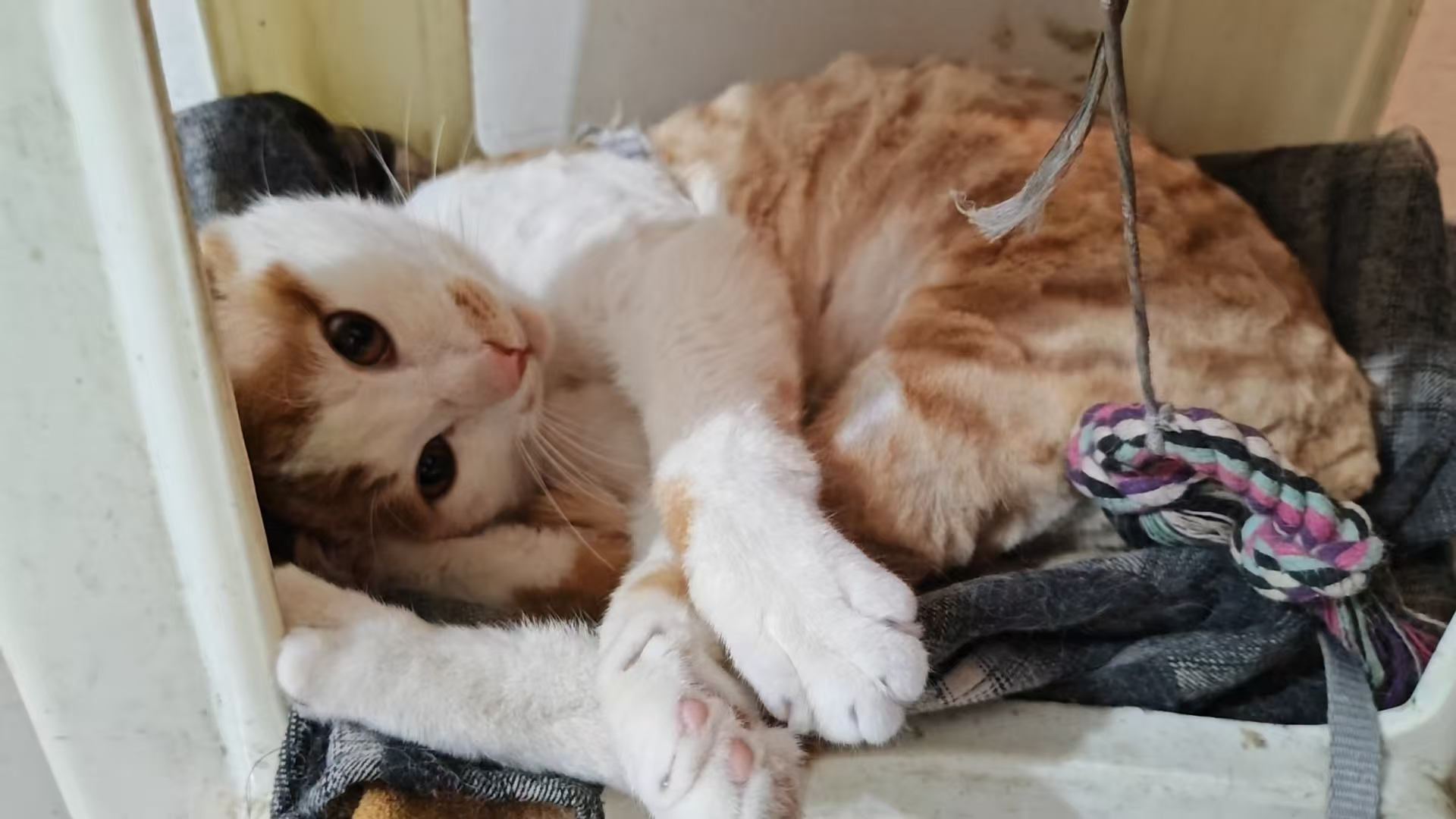 Create 20250814055902