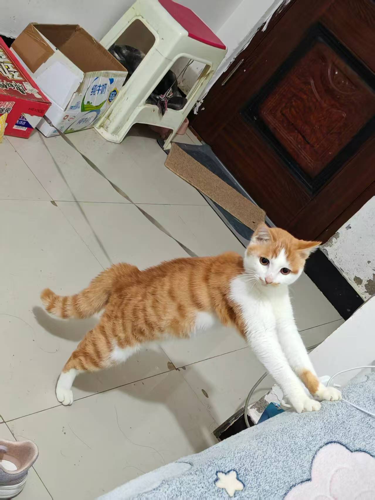 Create 202508140603594