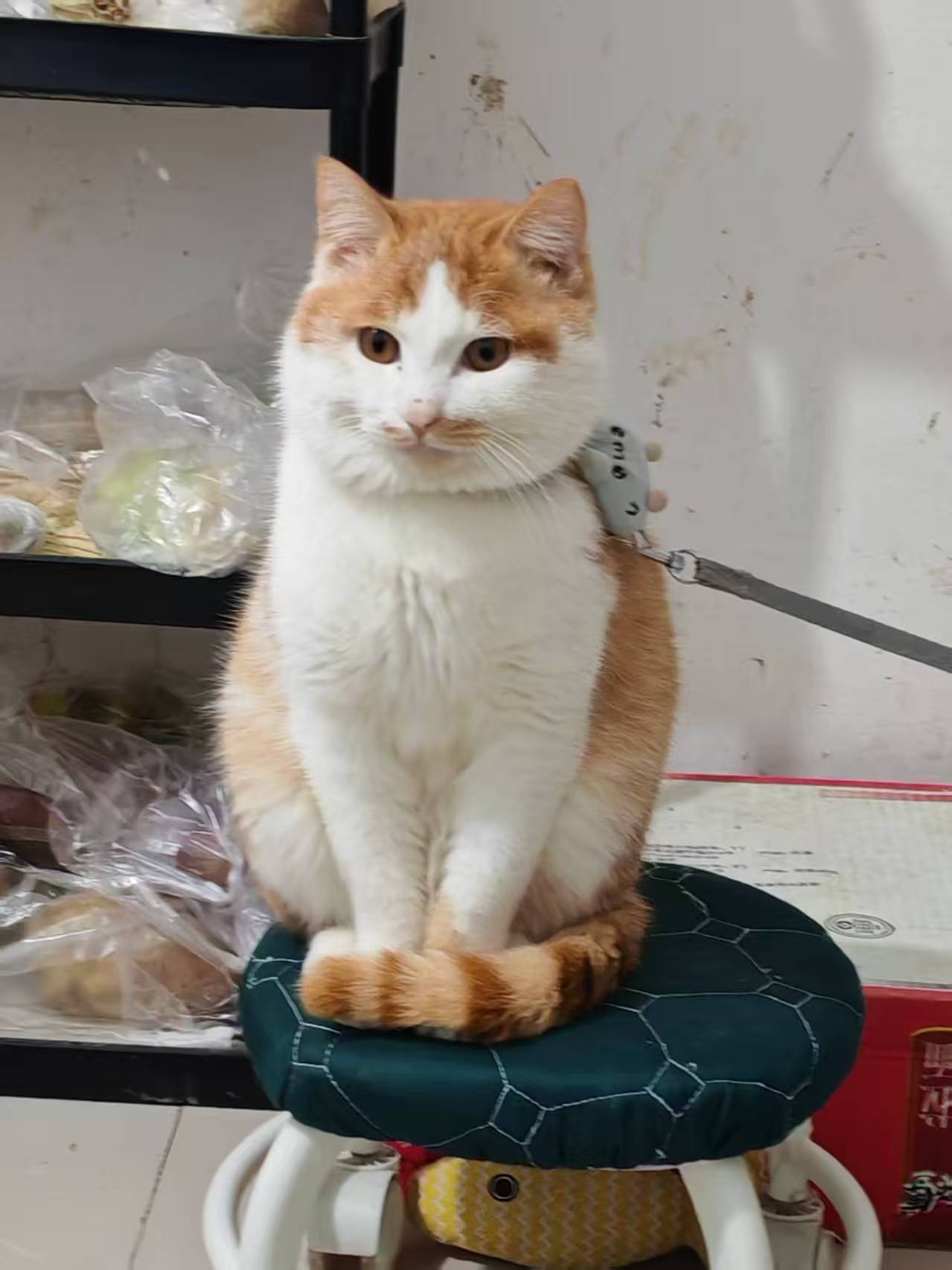 Create 202508140604021