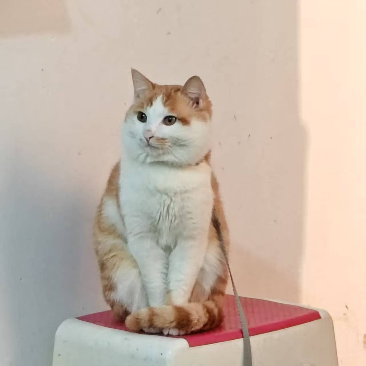 Create 202508140604025