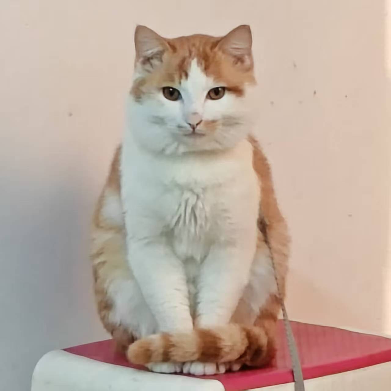 Create 202508140604039