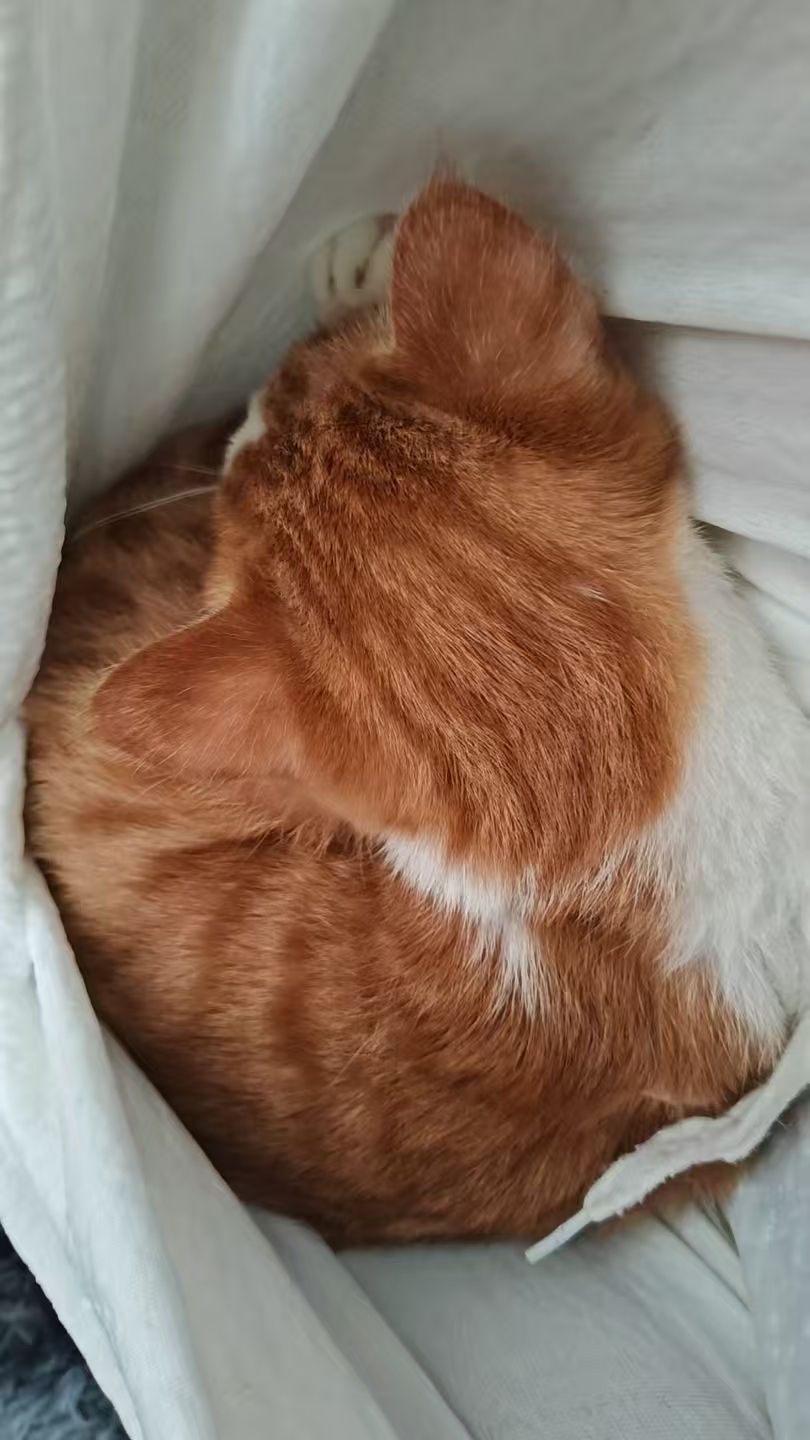 Create 202508140609408