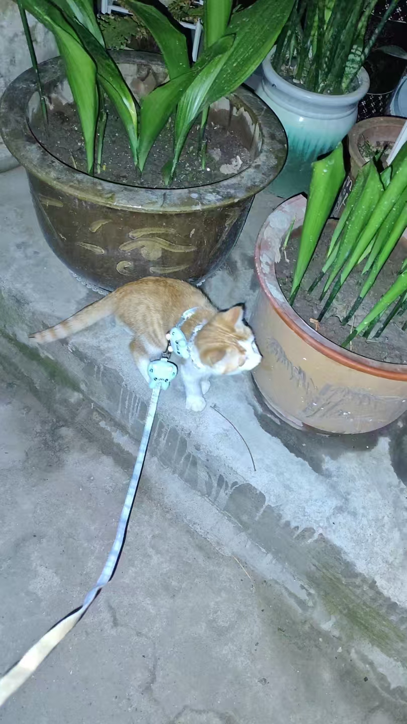 Create 202508140609423